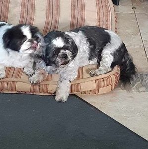 Meet your Posher, Austin